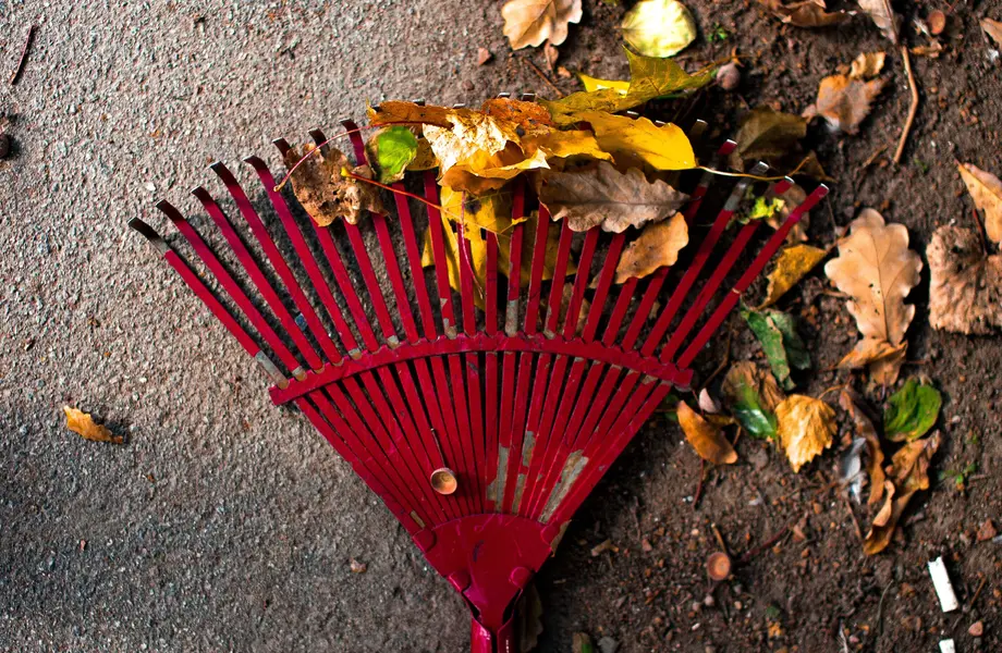 Garden rake gathering fallen leaves